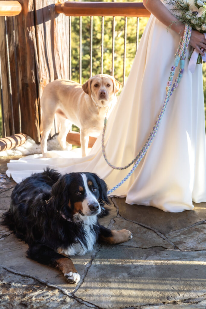 Bride's dogs lay on her wedding dress.