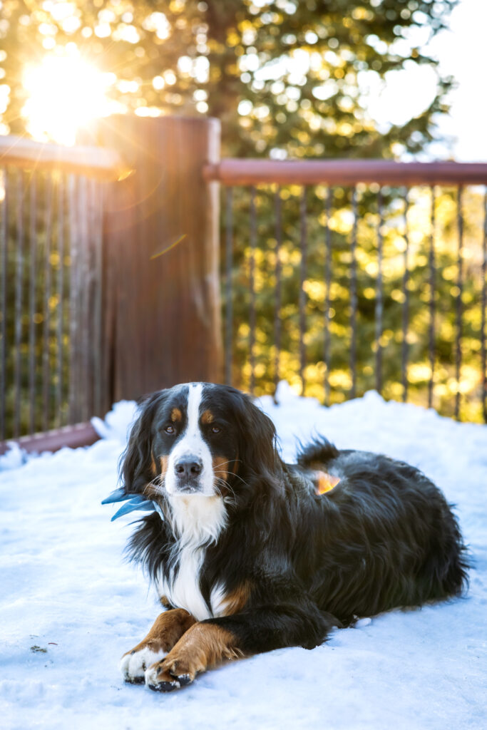 A solo portrait of a Bernese Mountain dog.