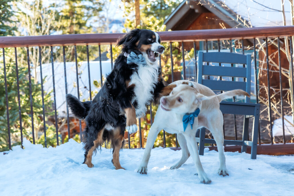 Dogs playing in the snow.