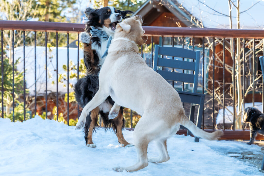 Dogs playing in the snow.