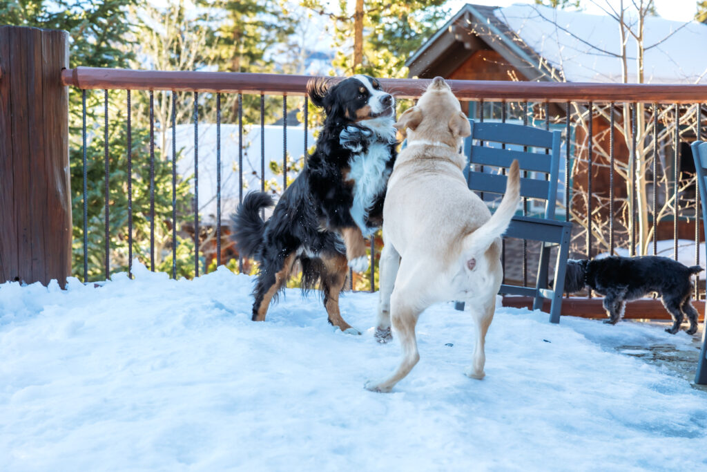 Dogs playing in the snow.