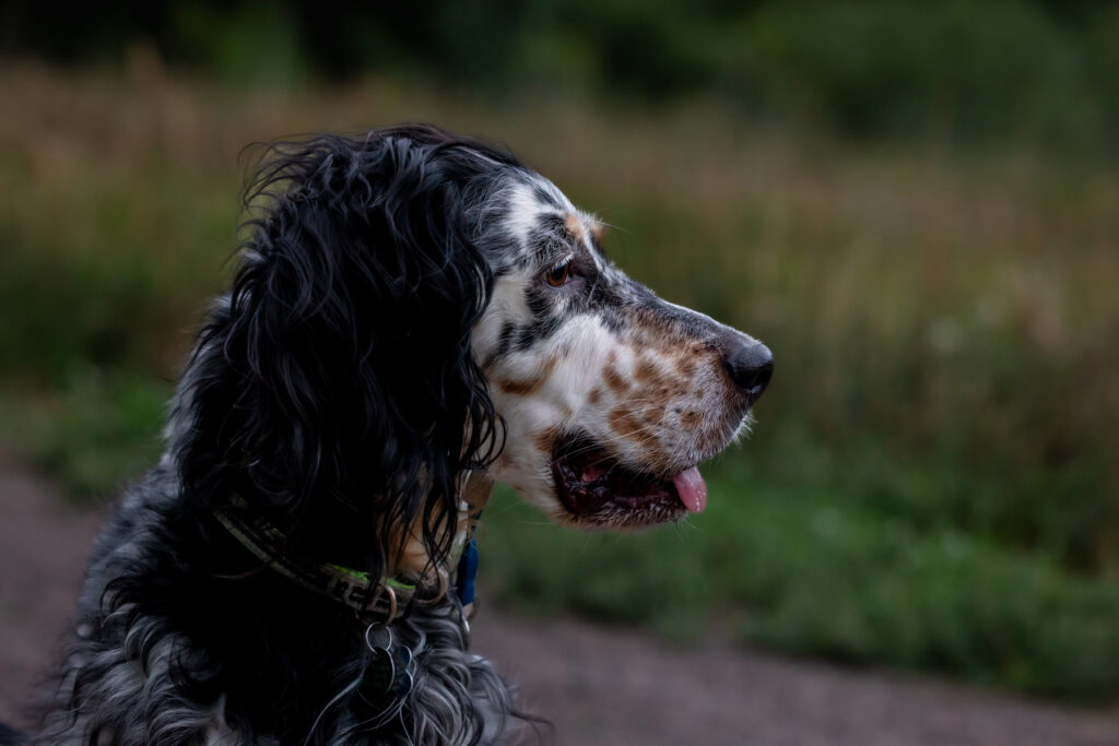 Dog portrait from a Colorado engagement session.