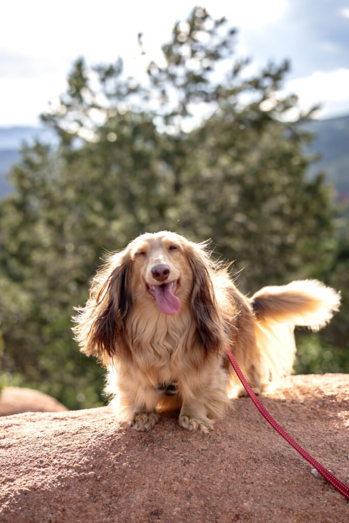Dog friendly Colorado engagement session features portrait of long hair dauschand.