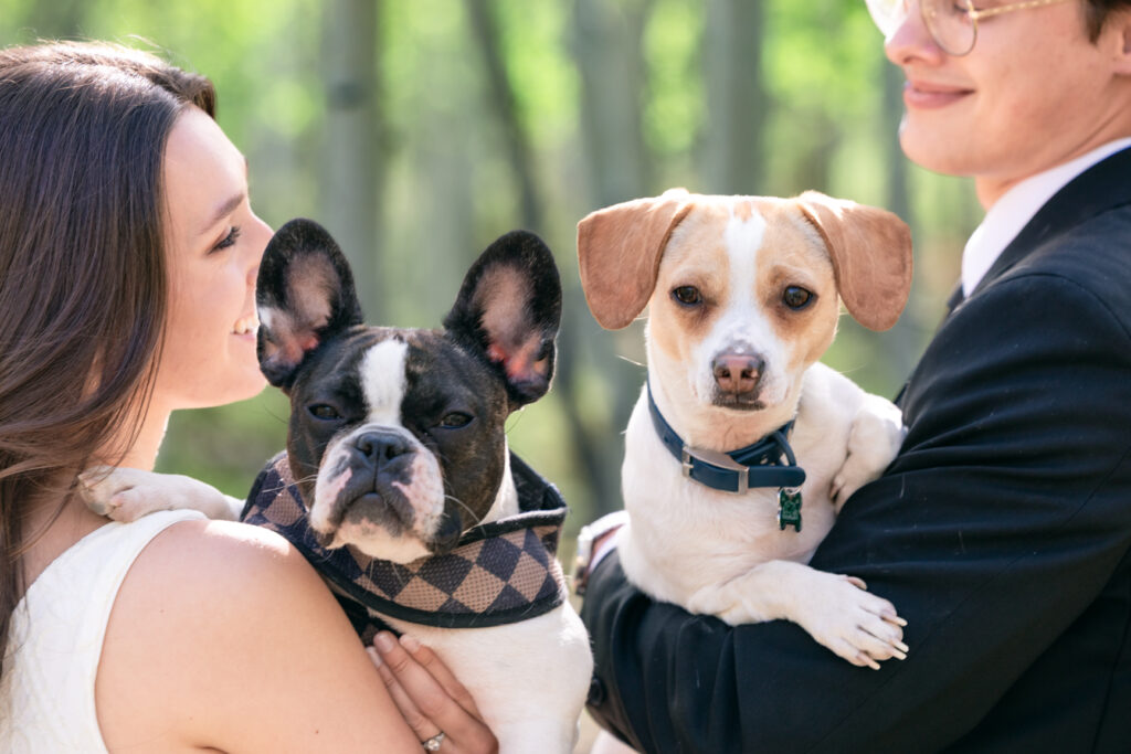 Dog portrait during Colorado elopement.