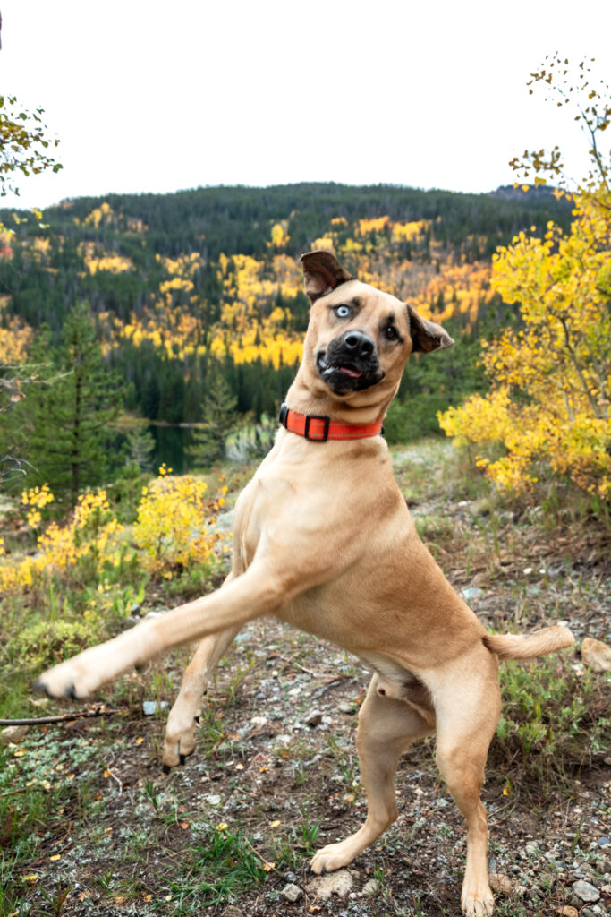 Solo shot of dog during Colorado mountain elopement.